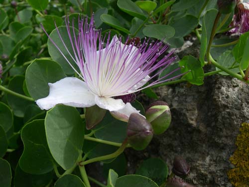 Pantelleria fiori e piante