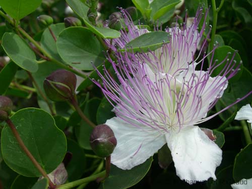 Pantelleria fiori e piante