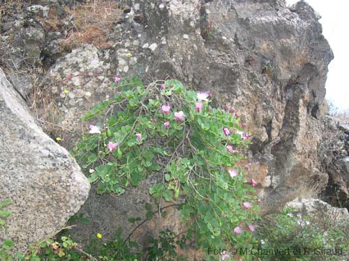 Pantelleria fiori e piante