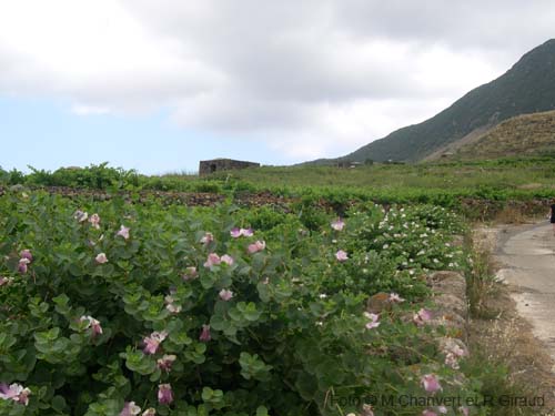 Pantelleria fiori e piante