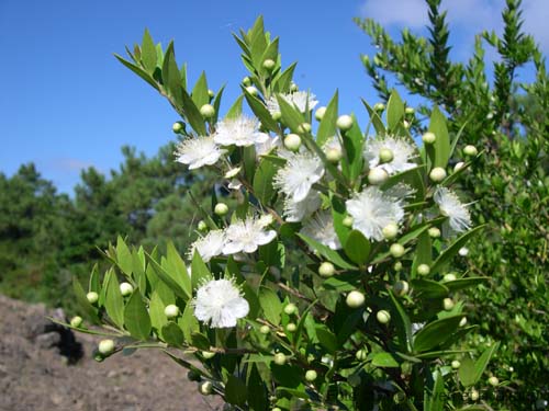 Pantelleria fiori e piante