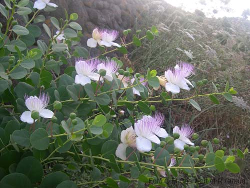 Pantelleria fiori e piante