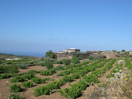 Pantelleria dammuso