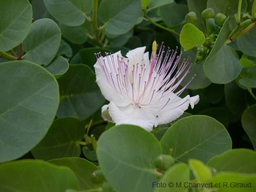 Pantelleria fiori e piante