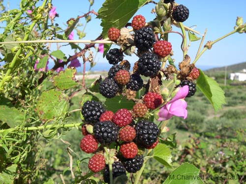 Pantelleria fiori e piante