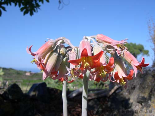 Pantelleria fiori e piante