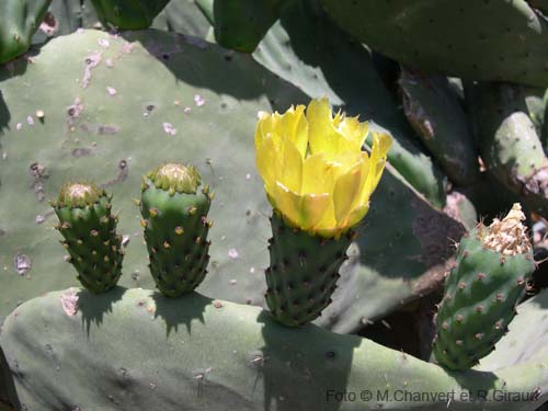 Pantelleria fiori e piante