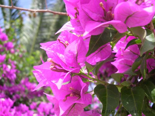 Pantelleria fiori e piante