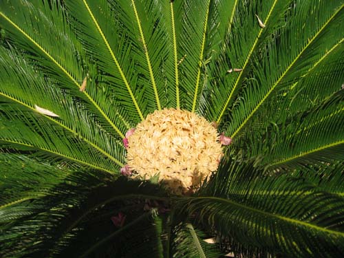 Pantelleria fiori e piante