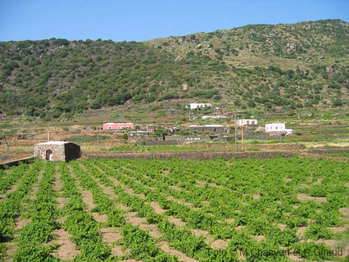 Pantelleria dammuso