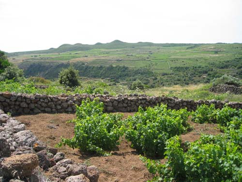 Pantelleria panorama