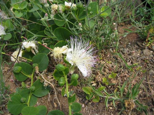 Pantelleria fiori e piante