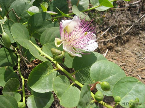 Pantelleria fiori e piante