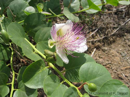 Pantelleria fiori e piante