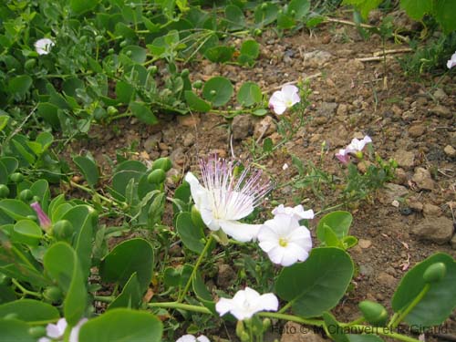 Pantelleria fiori e piante