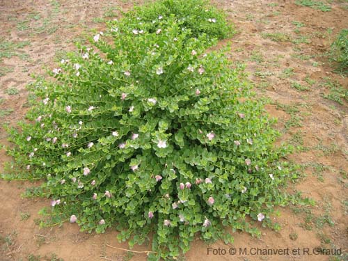 Pantelleria fiori e piante