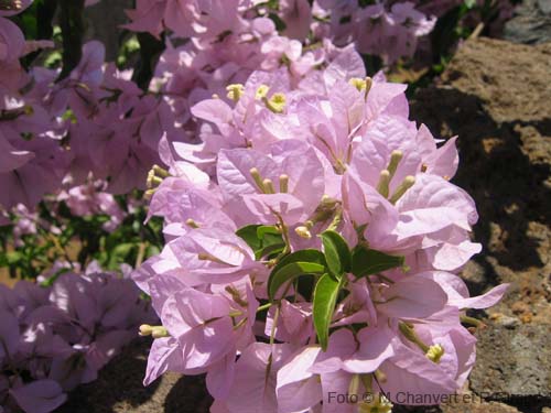 Pantelleria fiori e piante