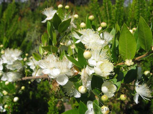 Pantelleria fiori e piante