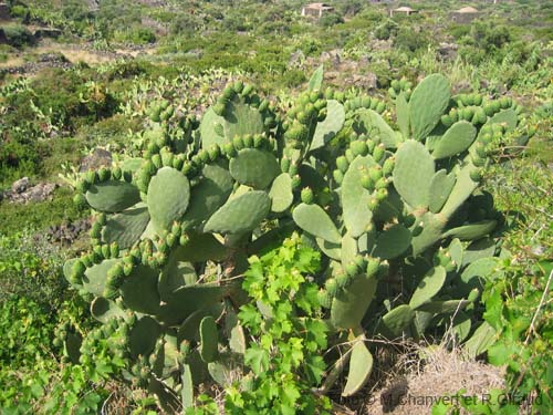 Pantelleria fiori e piante