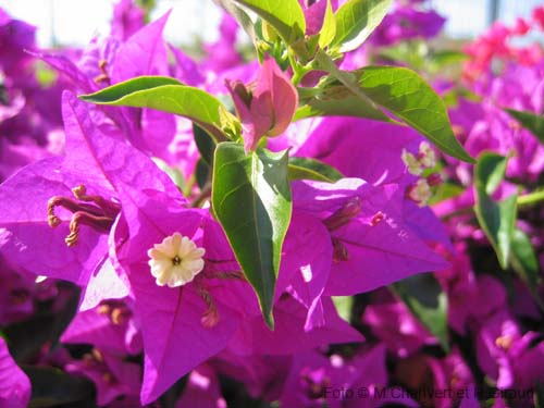 Pantelleria fiori e piante