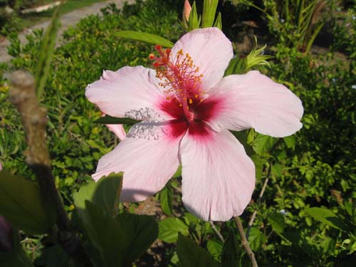 Pantelleria fiori e piante