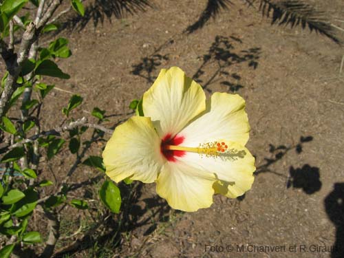 Pantelleria fiori e piante