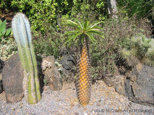 Pantelleria fiori e piante