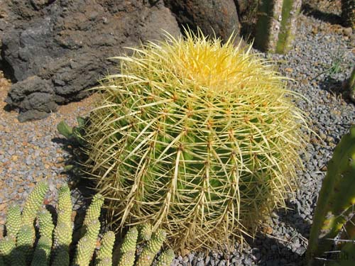 Pantelleria fiori e piante