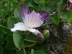 Pantelleria, fiori e piante