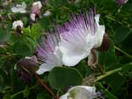 Pantelleria, fiori e piante