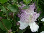 Pantelleria, fiori e piante