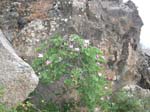 Pantelleria, fiori e piante