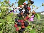 Pantelleria, fiori e piante