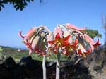 Pantelleria, fiori e piante