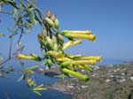 Pantelleria, fiori e piante