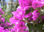 Pantelleria, fiori e piante