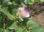 Pantelleria, fiori e piante