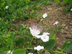 Pantelleria, fiori e piante