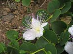 Pantelleria, fiori e piante