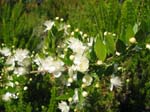 Pantelleria, fiori e piante