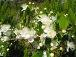 Pantelleria, fiori e piante