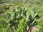 Pantelleria, fiori e piante