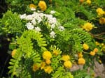 Pantelleria, fiori e piante