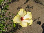 Pantelleria fiori e piante