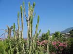 Pantelleria fiori e piante