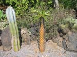 Pantelleria fiori e piante