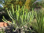 Pantelleria fiori e piante