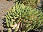 Pantelleria fiori e piante